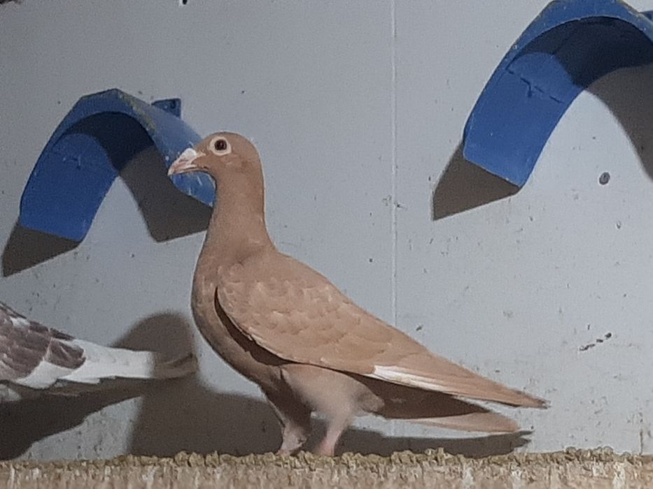 Pombos de linha antiga