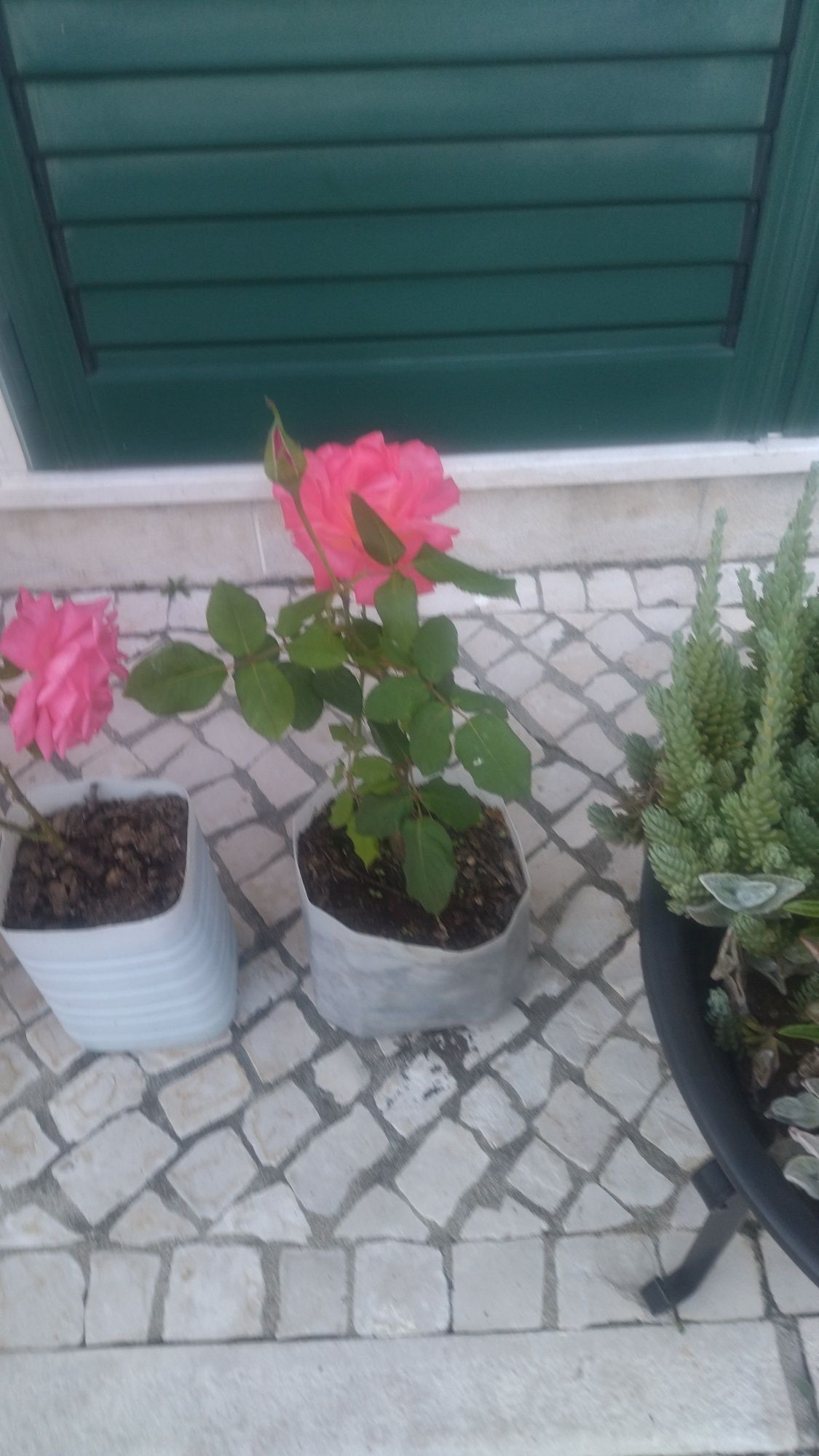 Roseiras para transplante