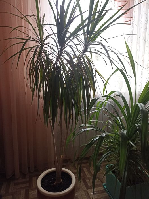 Драцена окаймленная узколистная.