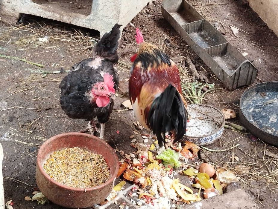 Casal de galináceos