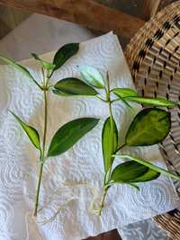 Hoya australis Lisa- ukorzeniona