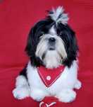Shih tzu - rodowodowa sunia