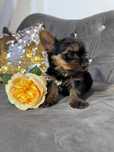 Yorkshire terrier piesek