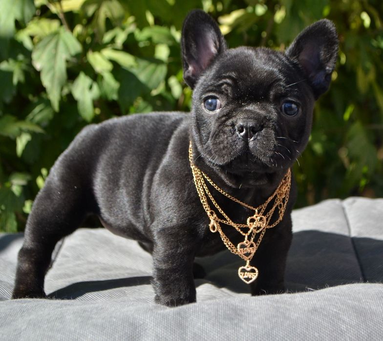 Тіграшка  дівчинка красуня французька'