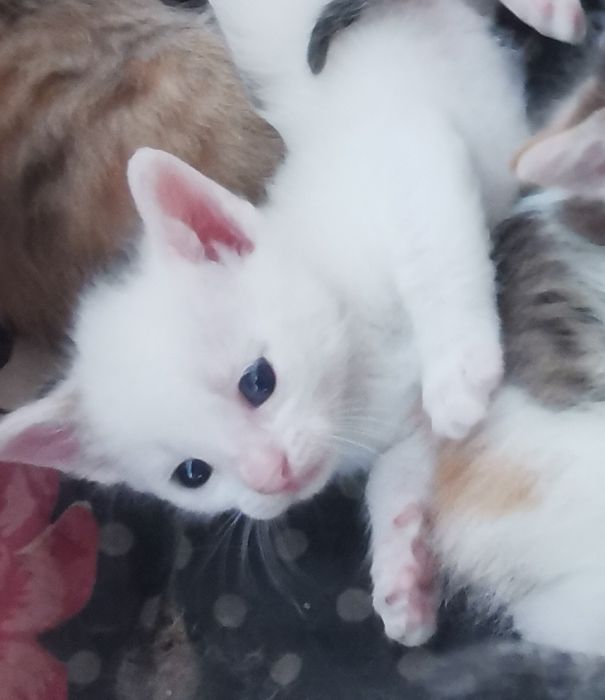 Biały kotek z szarym ogonkiem