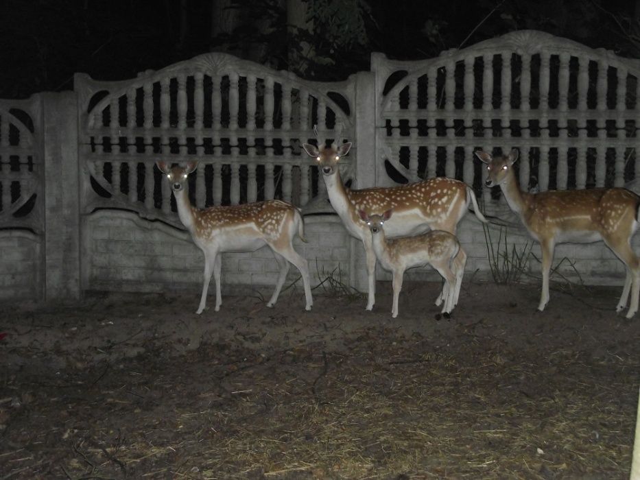 Agroturystyka Nad jeziorem , wędkowanie ,noclegi, atrakcje dla dzieci