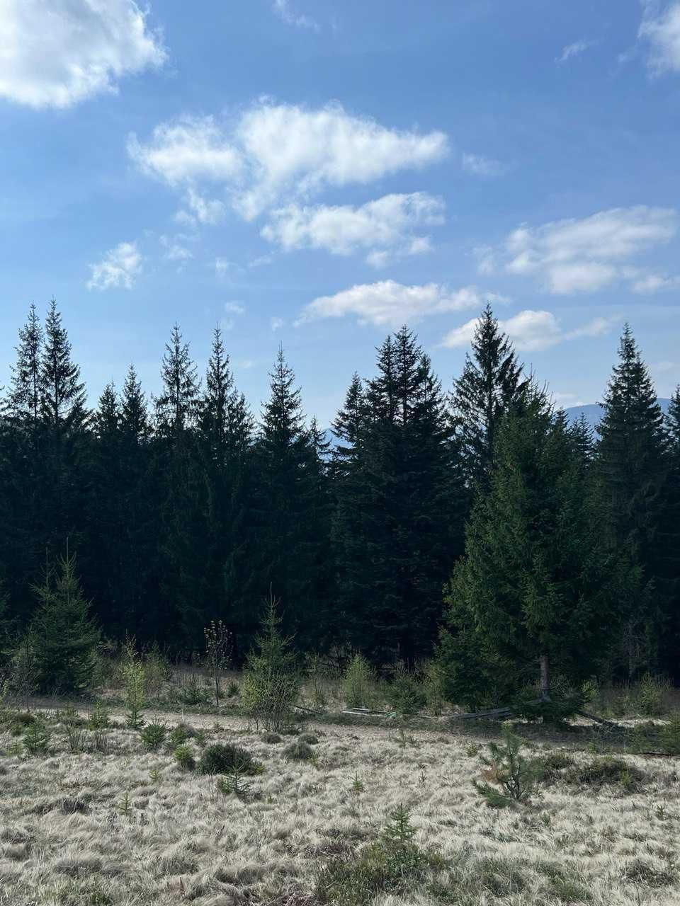 Продається 3 ділянки під будівництво, по 10 сот, у лісі, с. Микуличин