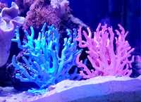 Koralowiec akwarium morskie ozdoba wystrój różowy duży