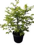 Drzewka bonsai zewnętrzne prebonsai