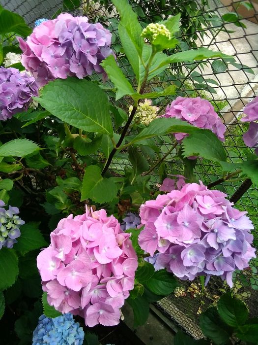 Продаю кусти гортензії