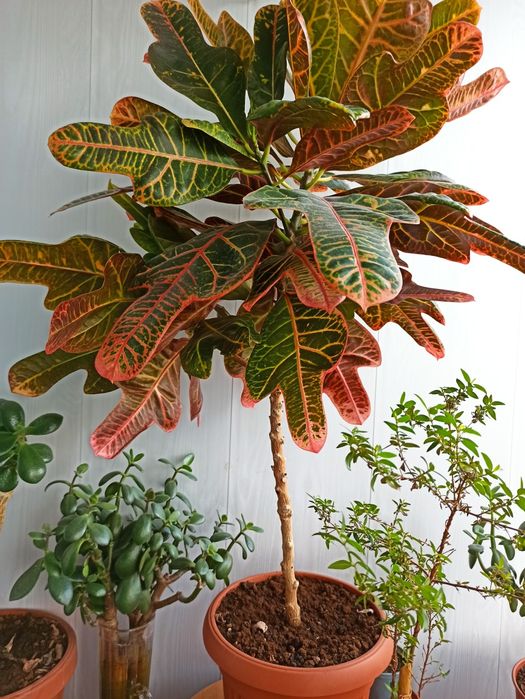 Денежное дерево - Красула,, Кротон.