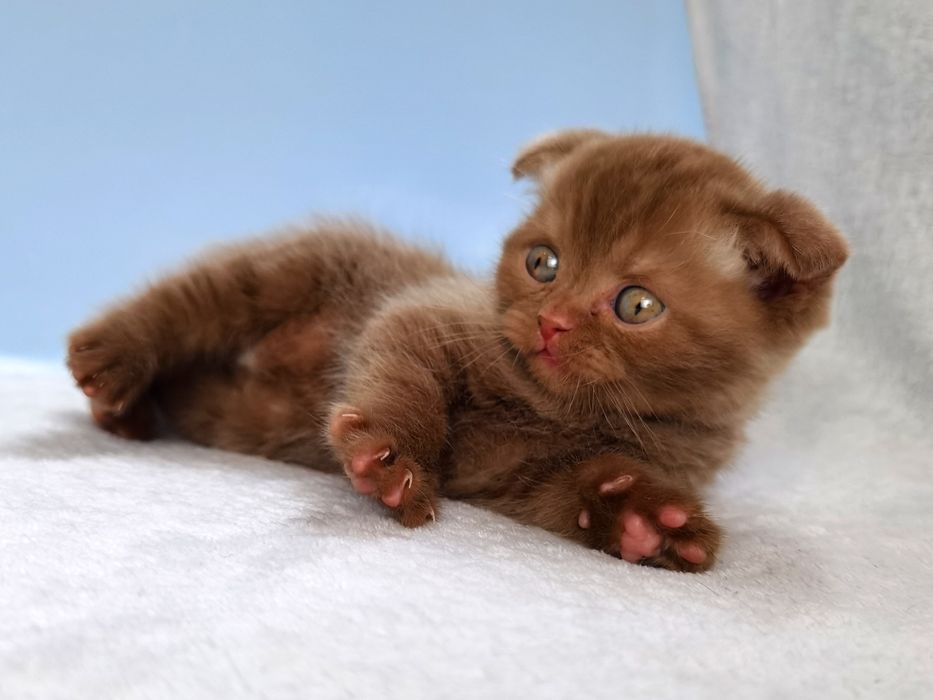 Цинамонове не шоколадне кошеня з документами