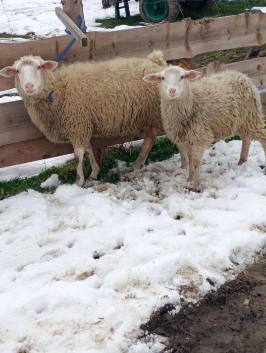 Owca merynos z jagnicą