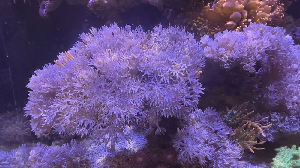 Xenia - akwarium morskie