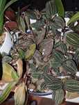 Storczyki jubilerskie, Jewel orchid