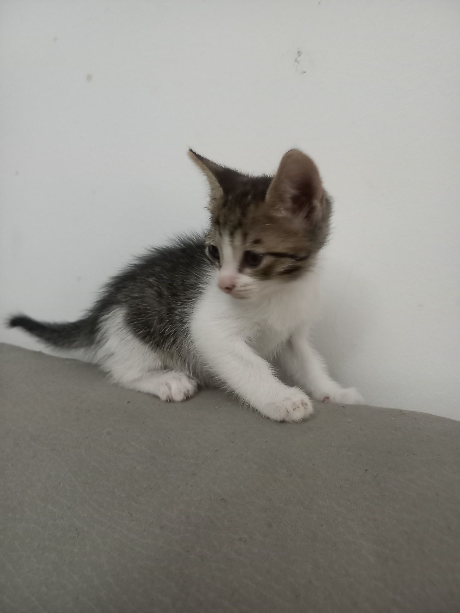 Gatinhos para doação