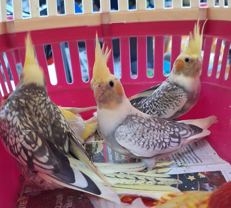 Papugi Nimfy samce I samiczki