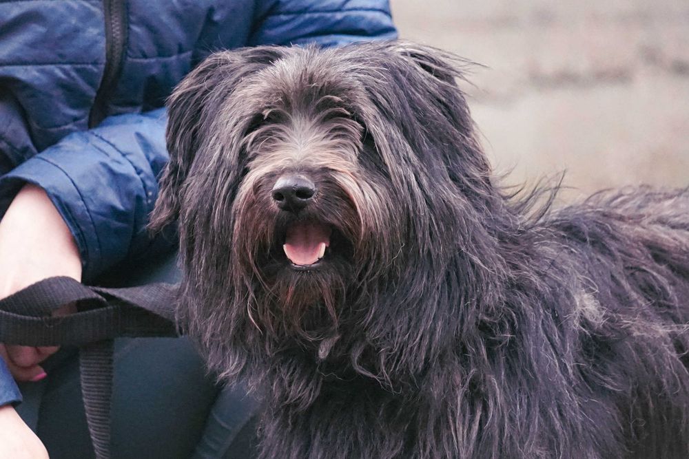 Molo - śliczny, kudłaty pies szuka domu