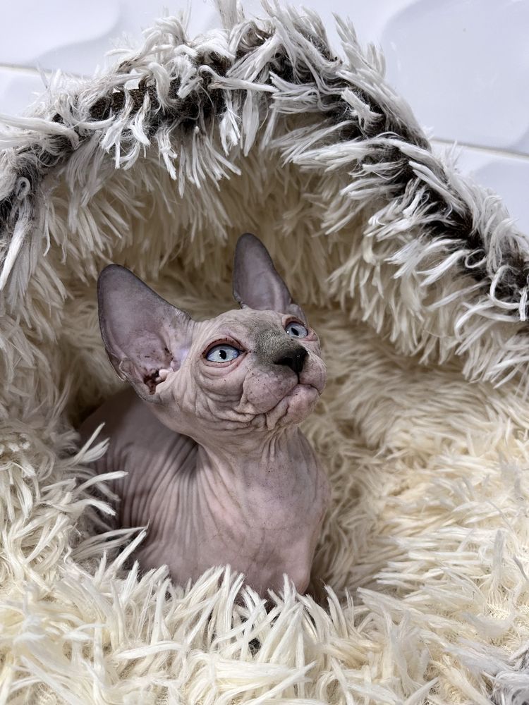 Macho sphynx cor lilac com 2 meses