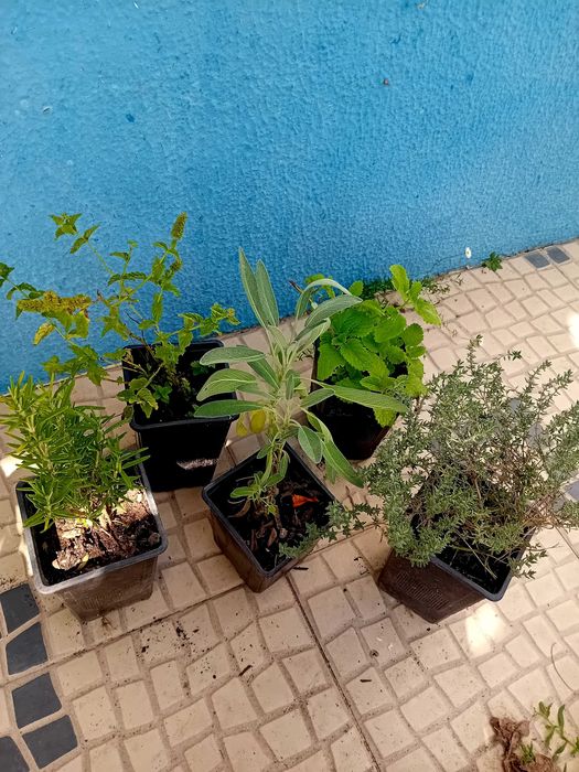 Mix de 5 ervas aromaticas perenes
