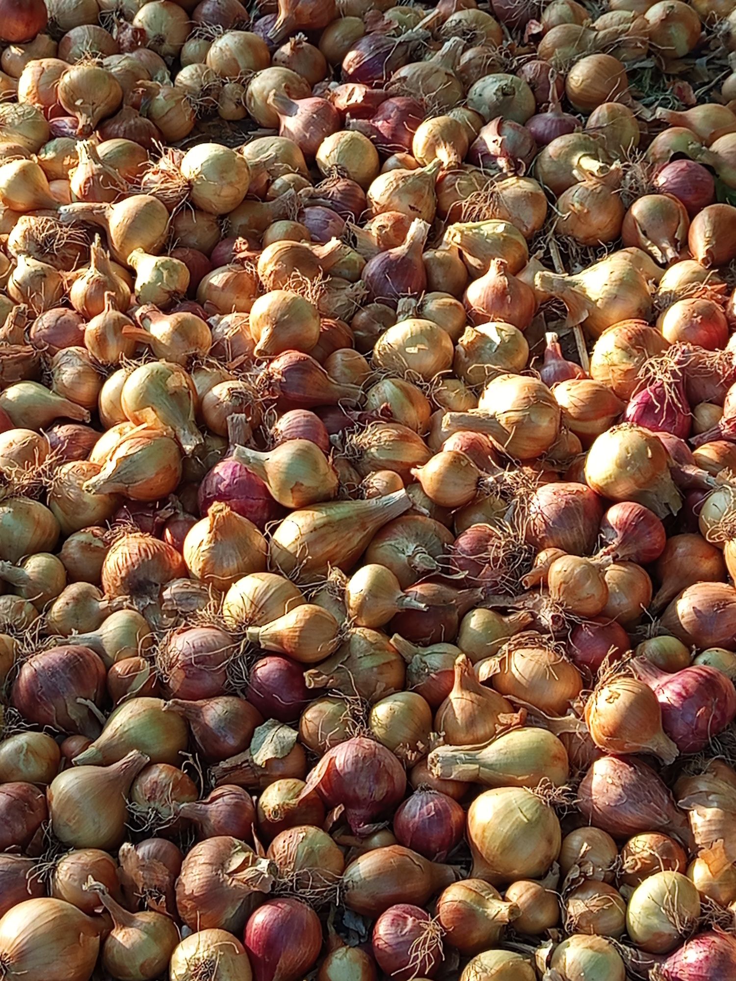 Продам цибулю і часник