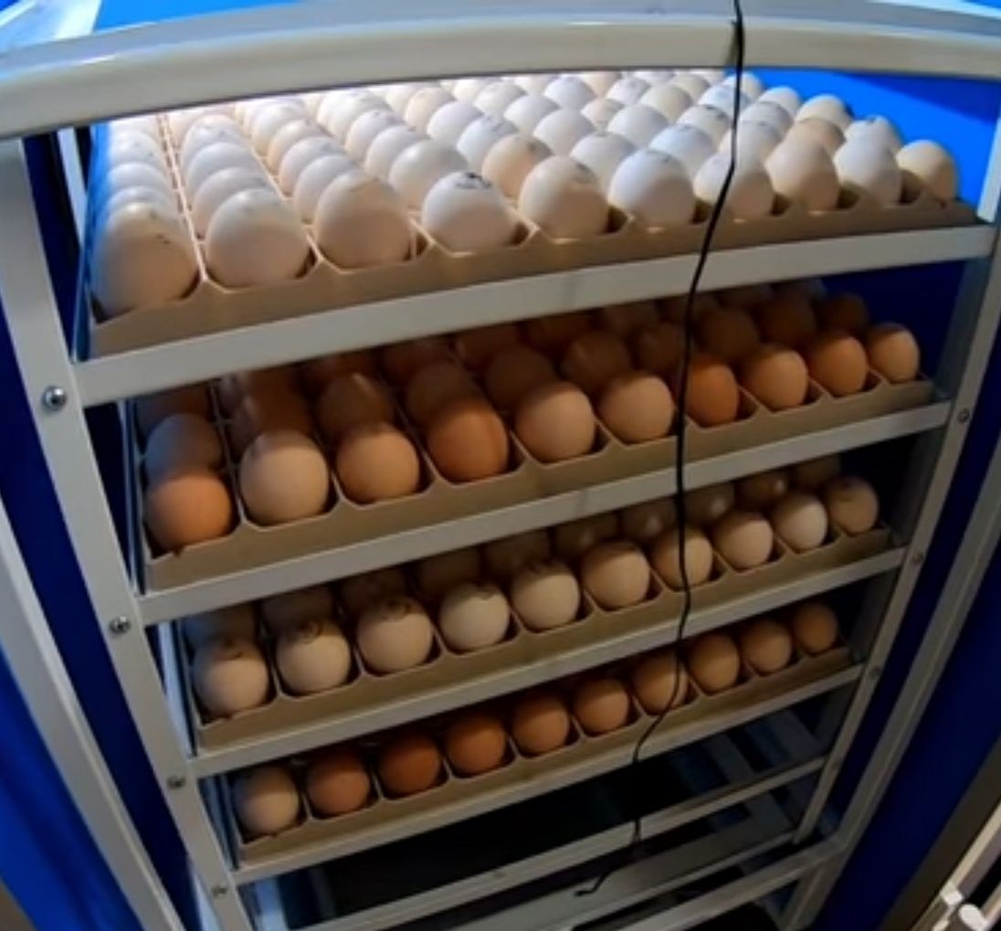 Яйцо инкубационное Венгрия, Чехия, Украина