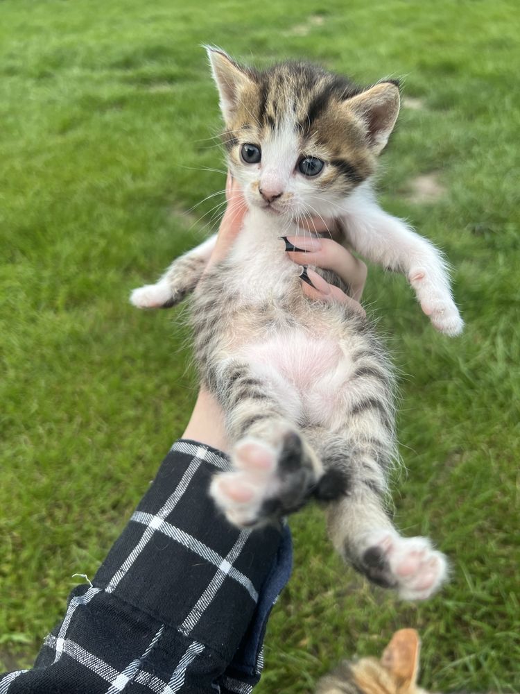 Віддаємо котиків