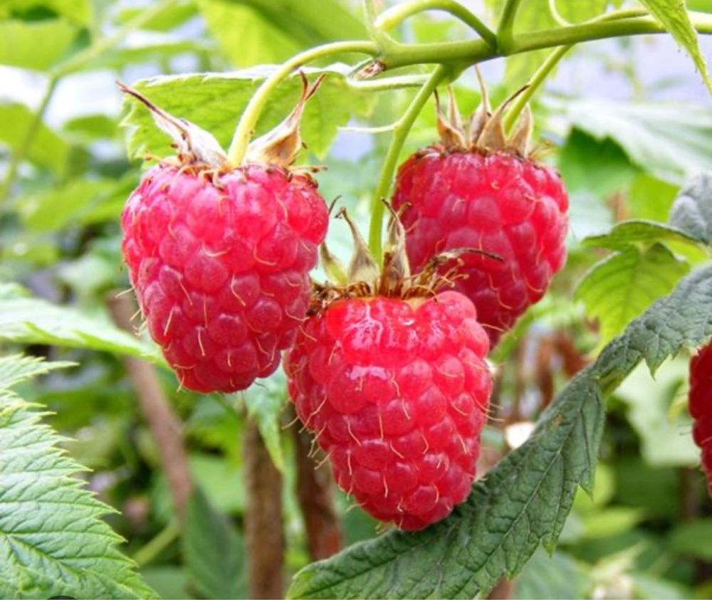 Sprzedam maliny