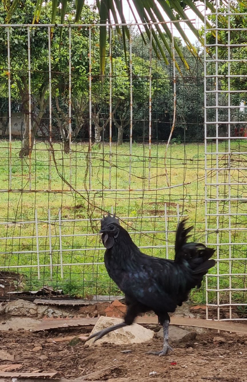 Aves Ayam Cemani