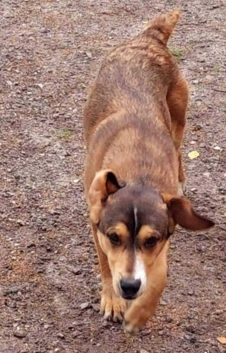 Młody- ok 1,5 roczny  Dolar szuka domu  na zawsze