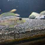 Xenotilapia sp. 'papilio sunflower' Chituta Bay