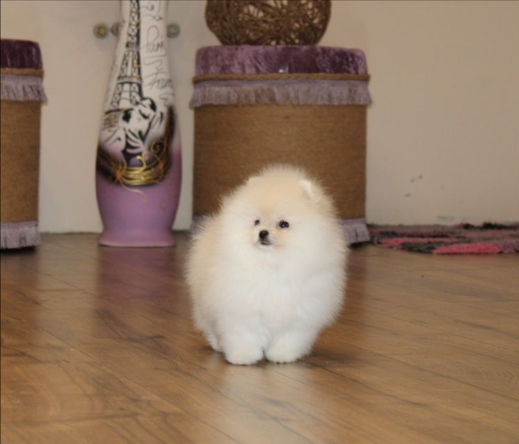 VIP POMERANIAN FCI/КСУ female kennel! Померанський шпіц дівчинка крем!