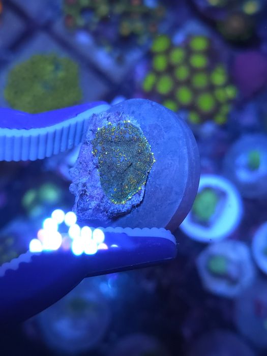 Discossomas corais de água salgada