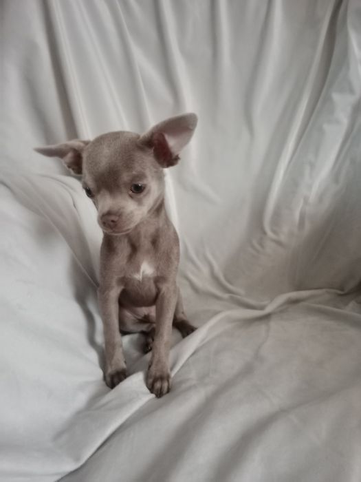 Liliowy chłopczyk chihuahua gotowy na zmianę domku