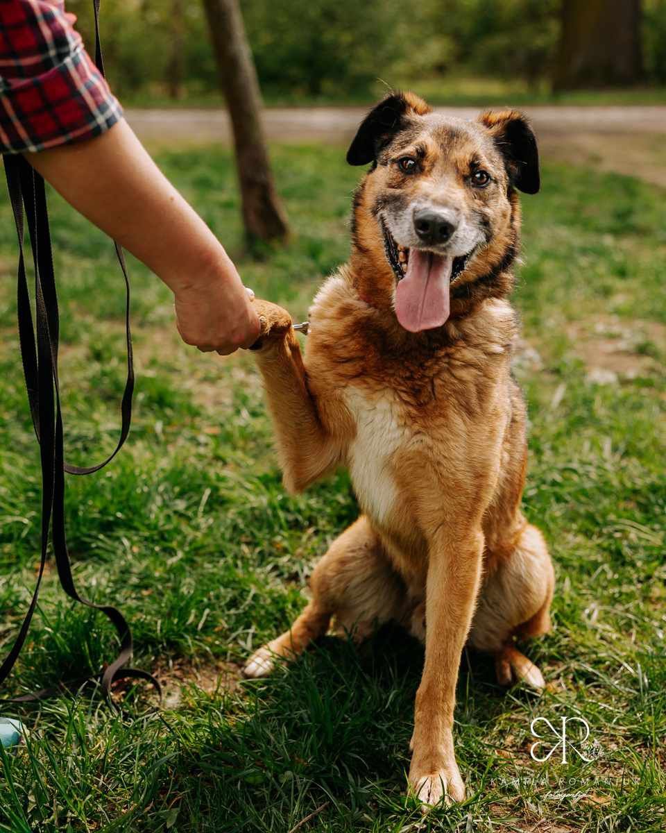 Mądry Logan do adopcji!