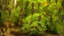 Oddam glonojady małe