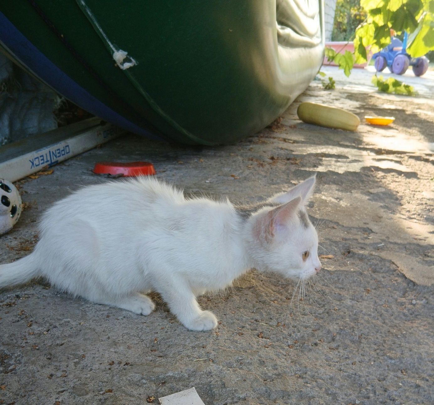 Віддамо в добрі руки котика
