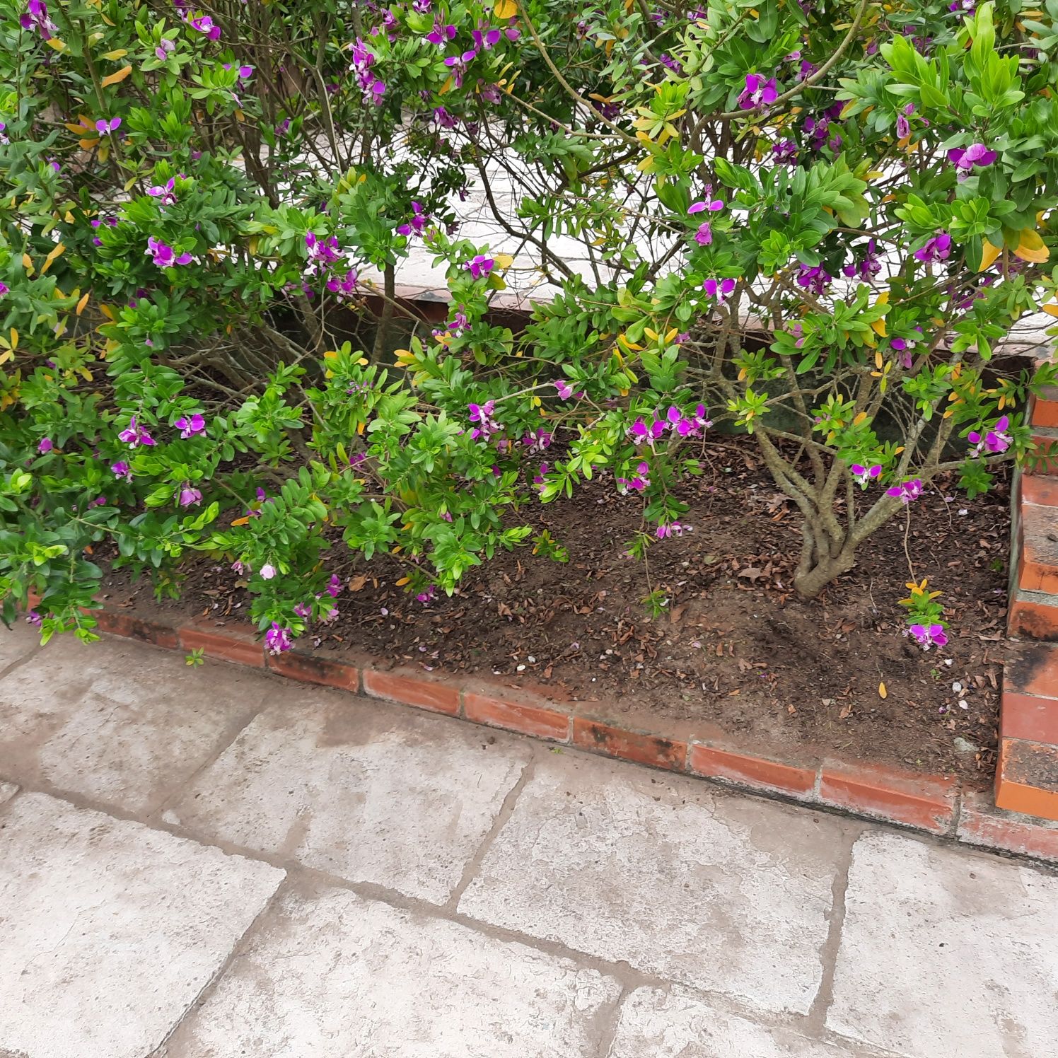 Transforme Seu Jardim! Serviços de Jardinagem com Qualidade  Dedicação