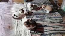 Gatinhos para adoção (nascidos a 22 de Abril)