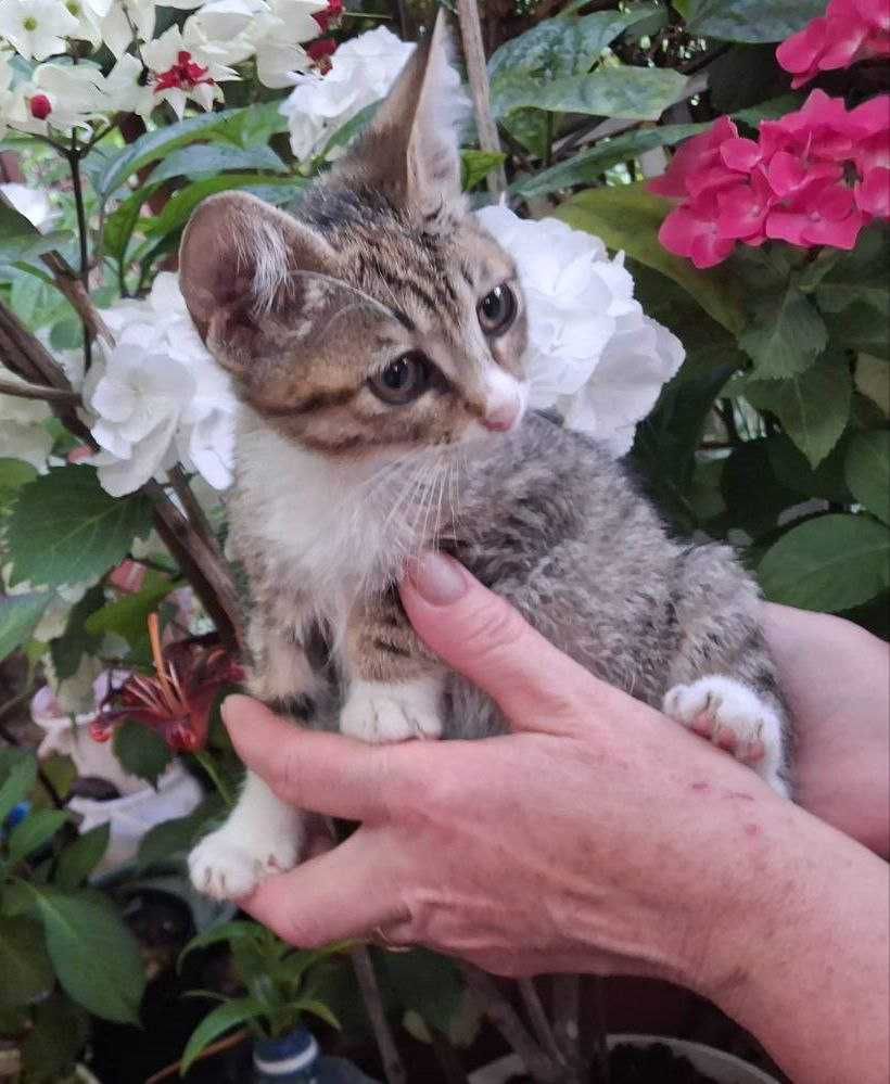 !!Гарнюні котодіточки шукають родину!!
