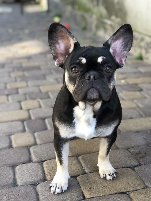 Французський бульдог