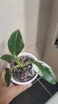 Philodendron White Wizard