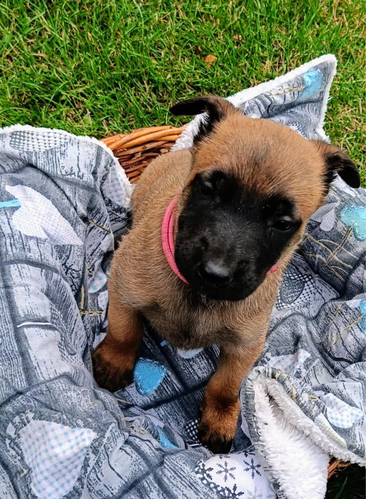 Owczarek belgijski malinois