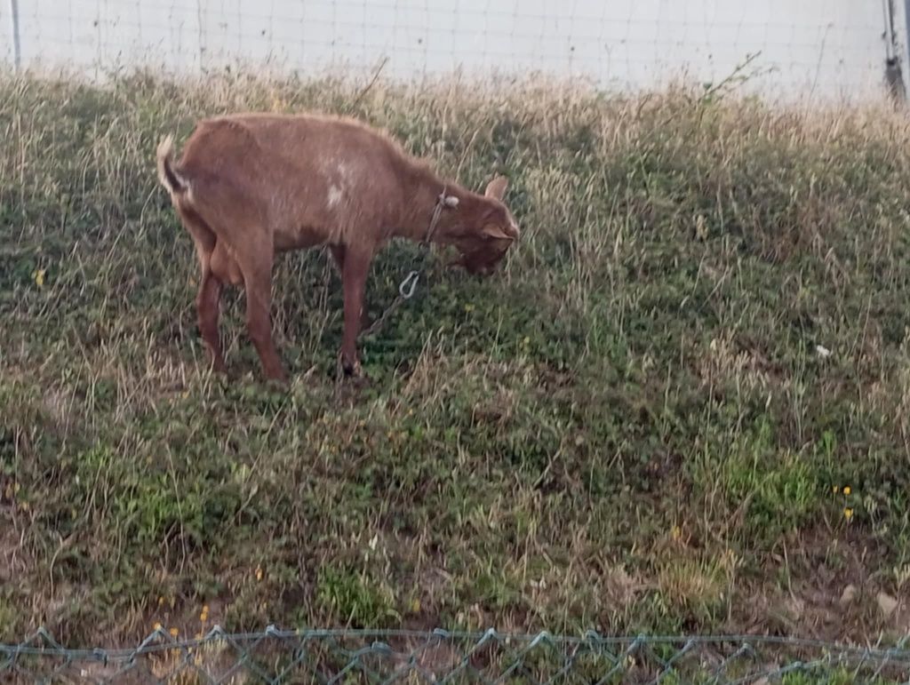 Cabrito com menos de 1 ano