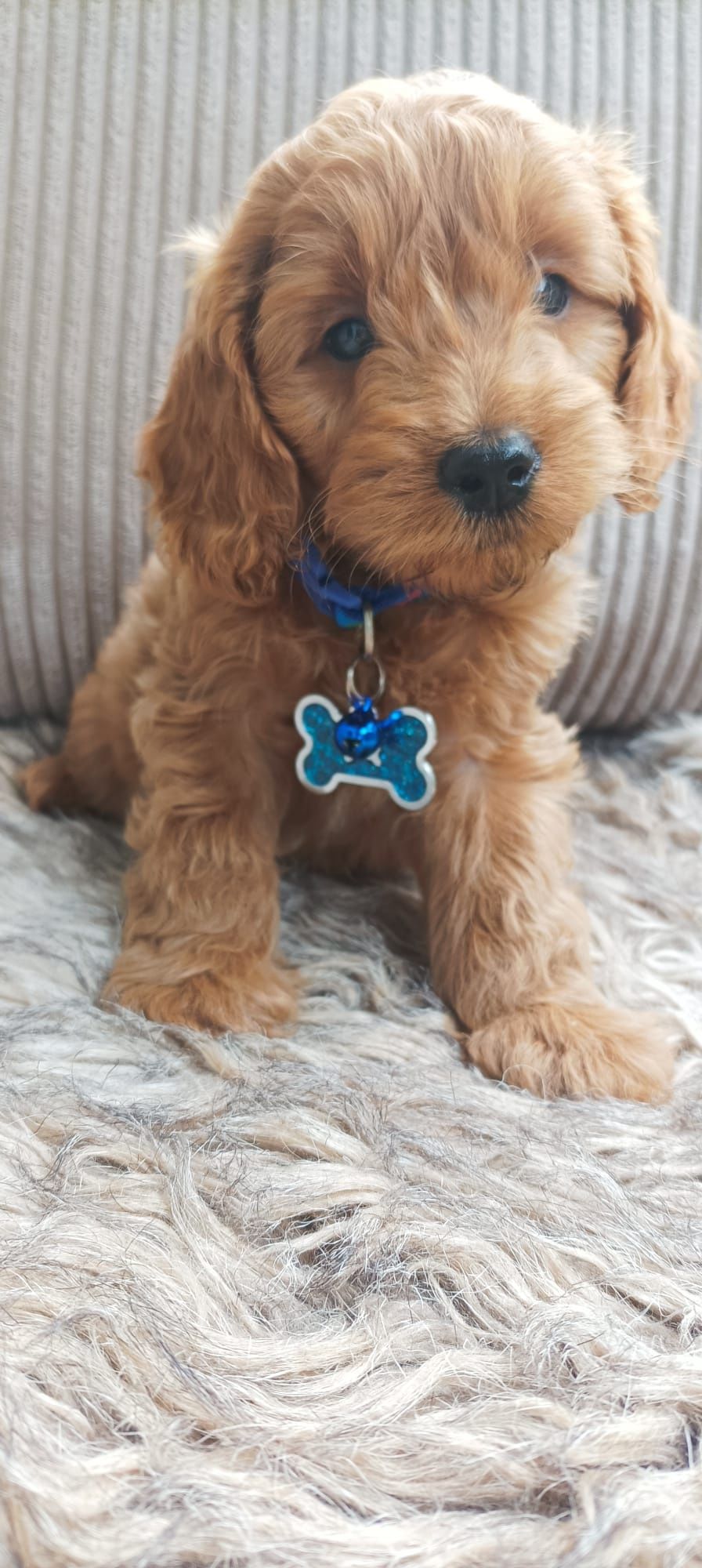 Cavapoo F1B Cavapoo&Pudel Miniaturowy