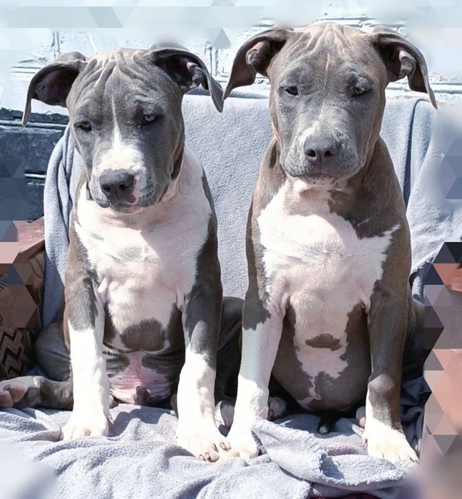 Сірі цуценята Мазепа і Магнолія, АмСтаф тер'єр, розплідник КСУ