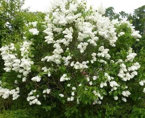 Бузок Сірєнь білий,