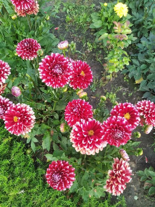 Георгіни-жоржини