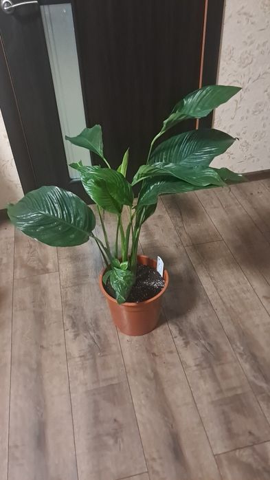 Спатіфіліум 200 грн