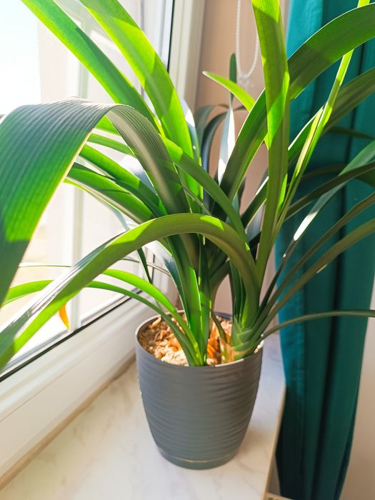 Sadzonki kwiat kliwia